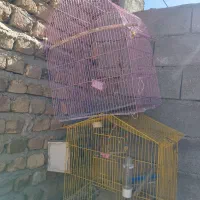 قفس مرغ عشق .