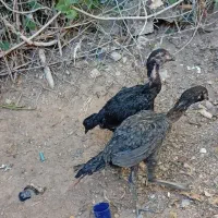 جوجه لاری مرغ خروس