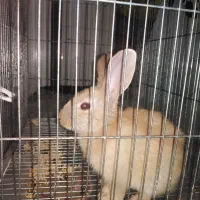 خرگوش بازیگوش