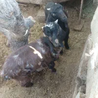 بزغاله نر ماده