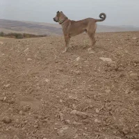 واگذاری سگ سرابی