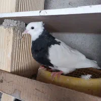 طوق سیاه و دمبی
