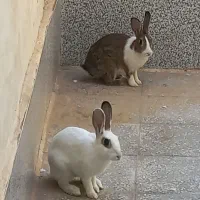 دو عدد خرگوش بامزه