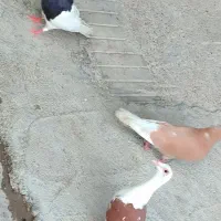 کفتر و فنچ