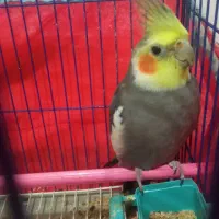 عروس نر زبل سخنگو