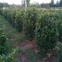 یاس هلندی