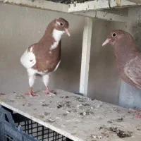 کبوتر جوجه انگلیسی