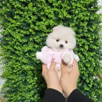 خخرسیی و رووباهیی ساایز صفر