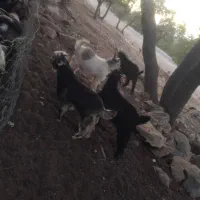 4 عدد