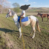 اسب مادیان شجره دار