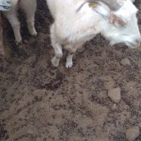 بز محلی