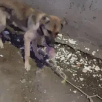 سگ نژاد سرابی