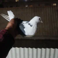کفتر