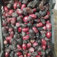 خرما تازه به قیمت عمده