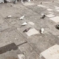 کبوتر|پرنده|دورود, |دیوار