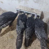 تعداد ۴سربوقلمون برنزه ۵ماهه