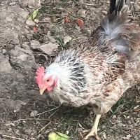 مرغ تخمگذار خروس امروک