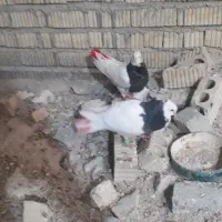 پرنده|پرنده|شیراز, قلعه نو|دیوار