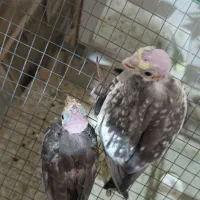 جوجه عروس هلندی بندر کنگ