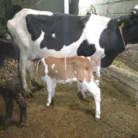 گاو جوان با گوساله نر سیمینتال