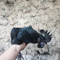 مرغ و خروس ،جوجه ایام سمانی،بوقلمون،بلدرچین