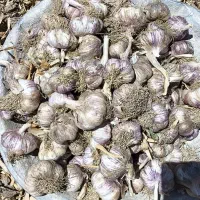 سیر برای فروش