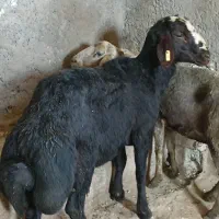 قوچ