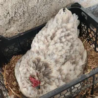 مرغ و خروس گلین