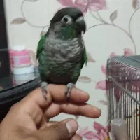 گرینچیک تراکوییس