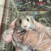 همستر کپل و فشن