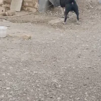 سگ نگهبان