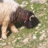 یک عدد کوه نرمیشی روزگاری