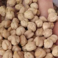 نخود درجه یک گریت برداشت دیروز
