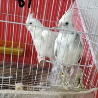 عروس هلندی آلبینو مولد خاص