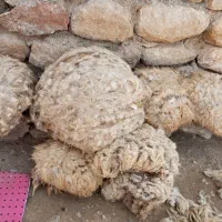 پشم گوسفند چادرانی