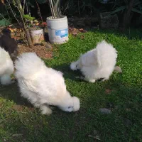 مرغ‌وخروس‌ابریشمی‌