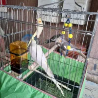 عروس هلندی
