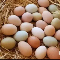 تخم مرغ محلی تخم بوغلمون