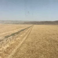 گندم فروشی