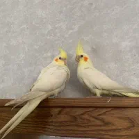 جوجه کاملا سالم عروس هلندی سرلاکی