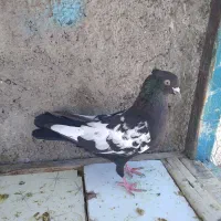 سینه جنگلی نر