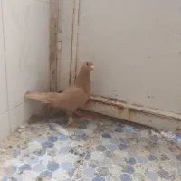 یک عدد ماده زرد