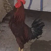 خوروس جوان