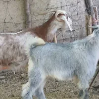 یک بز چاق با بزغاله بزرگ
