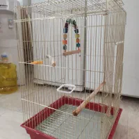 قفس عروس هلندی