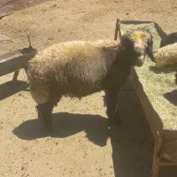 بره نر