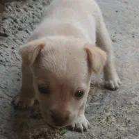 سگ پاکوتاه