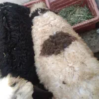 بره سالم برای داشت