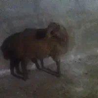 بره نر همو