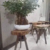 گل میز